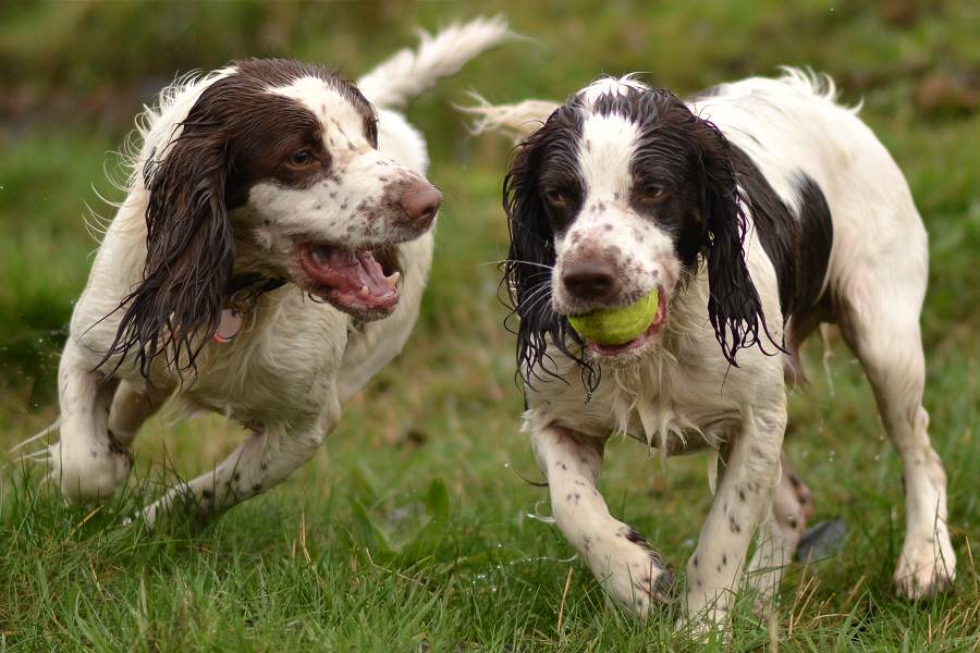 young male springer spaniels