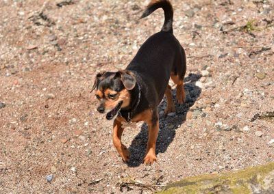 Dog on the beach at millport