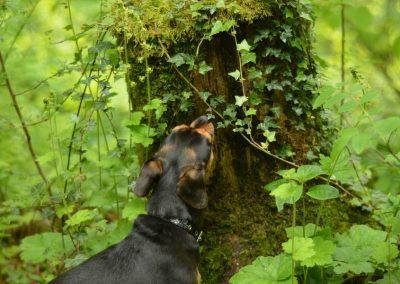 dog smelling tree stump
