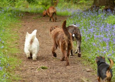 Walking the scout trail, finlaystone