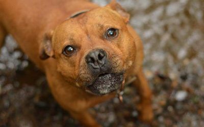 Levi was very excited when I was throwing stones in but was a bit wary of going to deep in the water Staffy close up