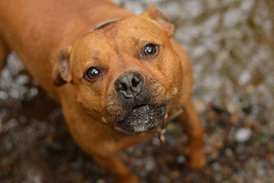 Staffy close up