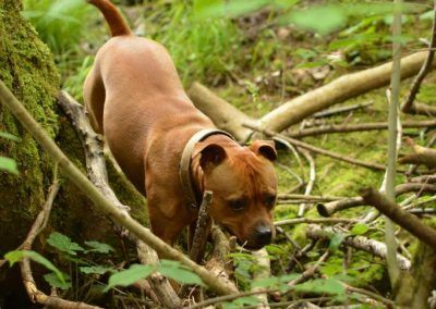 Staffy in wood