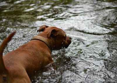 Staffy standing in water