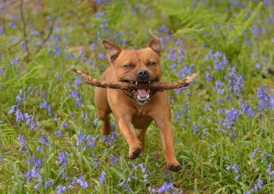 Staffy with stick