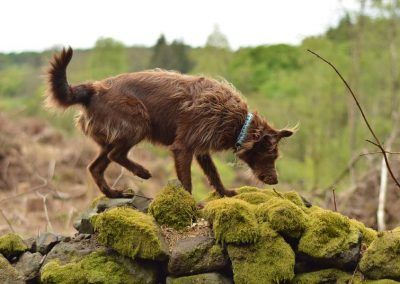 dog on dry stone wall