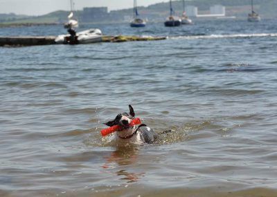 Dog swimming in Newton Bay, Millport