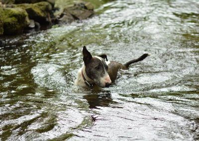 English bull terrier in water