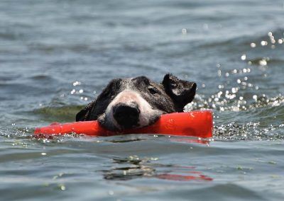 dog swimming in millport