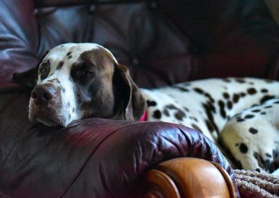 sleeping dalmation
