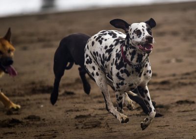 dalmation on the beach