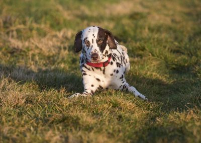 dalmation looking angry