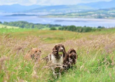 dog walking at knockmountain