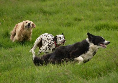 dog walking in Langbank