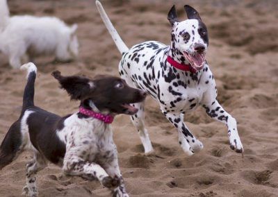 pups on sand