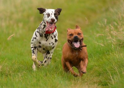 Dogs running together