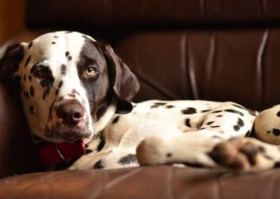 lola the dalmation
