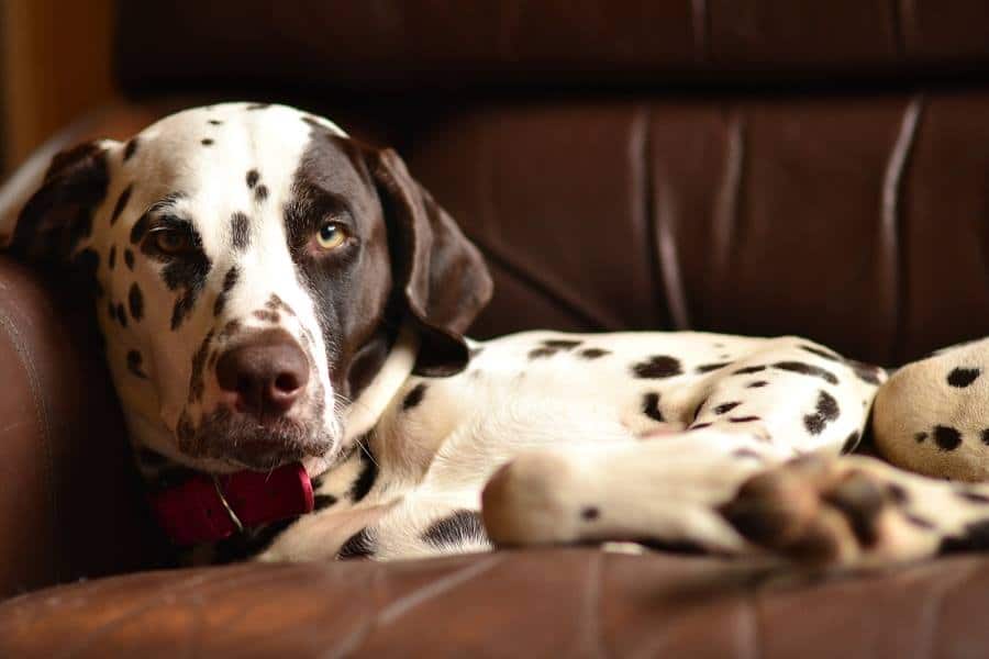 lola the dalmation