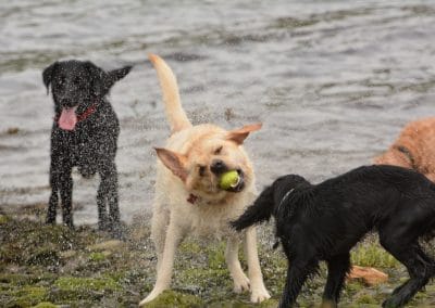 dog shaking water off