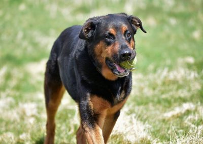 rottweiler german shepherd cross