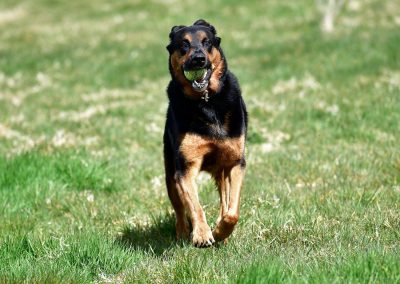 rottweiler gsd cross