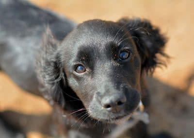 cute black cocker spaniel puppy