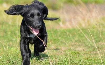 alfie happy Happy puppy
