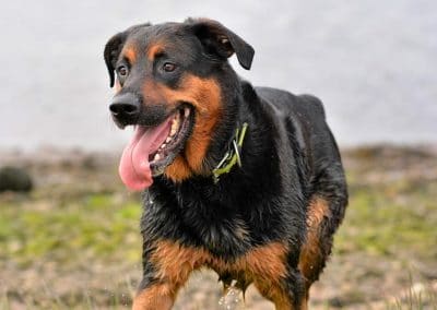 Rottweiler X