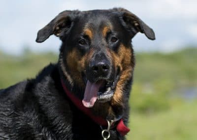 happy rottweiler