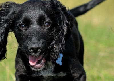 gorgeous cocker spaniel puppy
