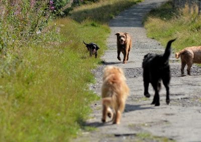 dogs on path