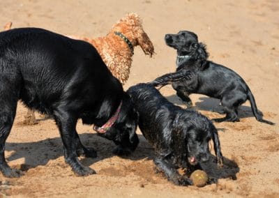 cocker spaniels and labrador