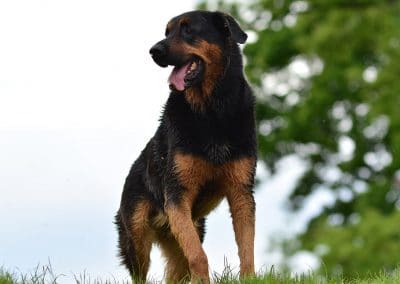 large rottweiler cross