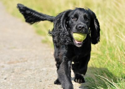 Black cocker spaniel wtih ball