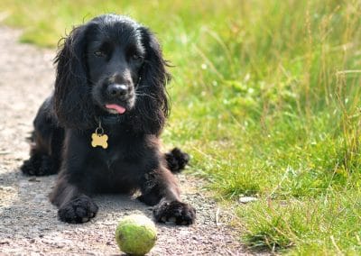cocker spaniel lying next to tennis ball