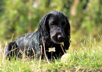 cocker pspaniel waiting for ball to be thrown