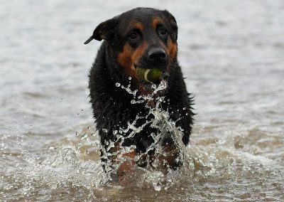 rottweiler cross in water