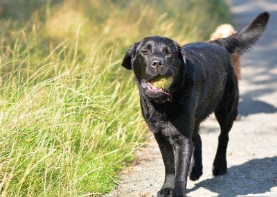 Black show Labrador