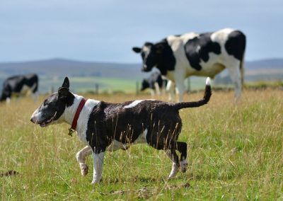 dog walking past a cow