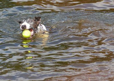 dog swimming after ball