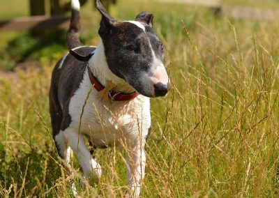 dog walking through long grass