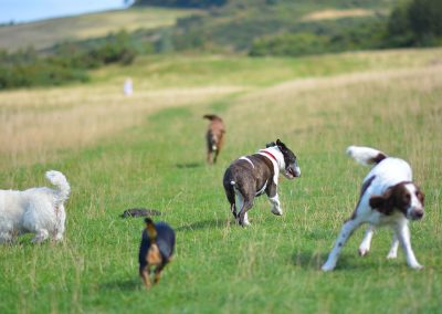 dog walking at knapps loch