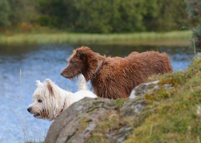 dogs looking into knapps loch