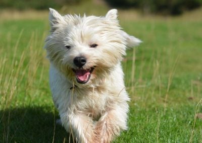 Happy west highland terrier