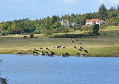 knapps cows