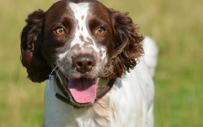 springer spaniel in sunlight springer spaniel in sun