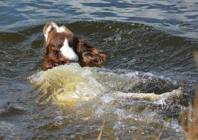 springer spaniel swimming