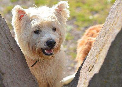 west highland terrier