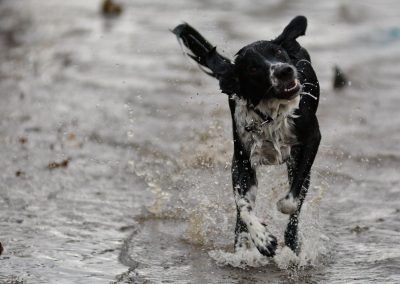 dog shaking