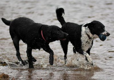Young lab and sprollie dog